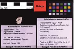 Foto (Objekt + Etiketten) von Cretatrizocheles doerflesensis (Fraaije et al., 2019) (NHMW-GEO-1990-0041-0174)